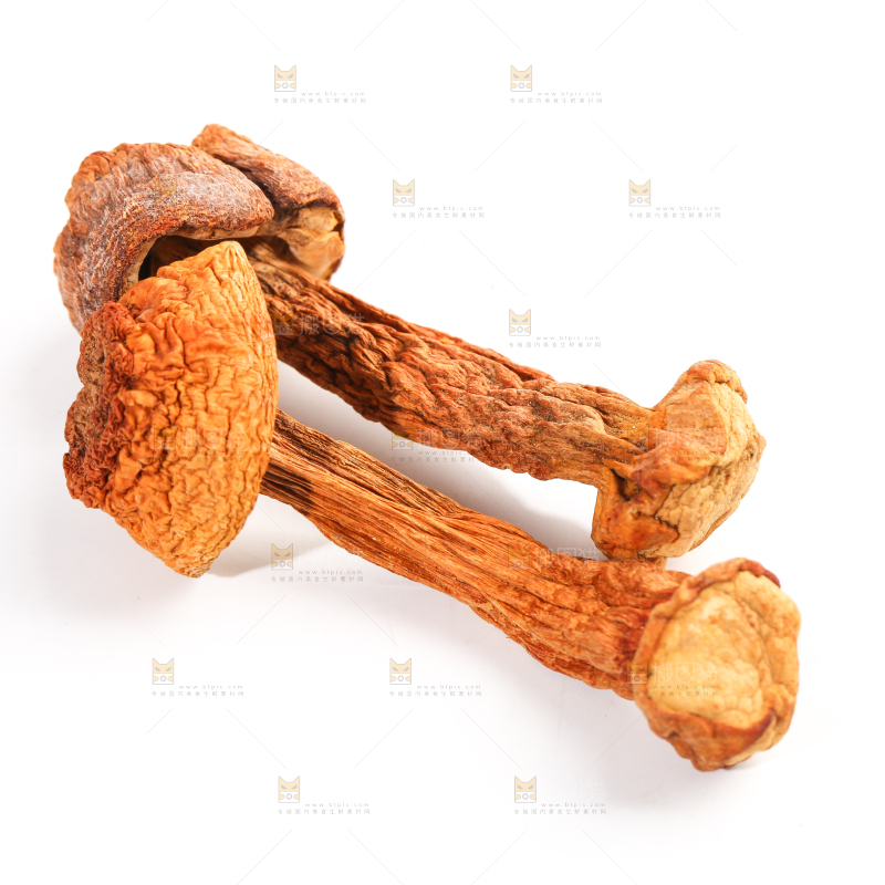 白底上的云南姬松茸