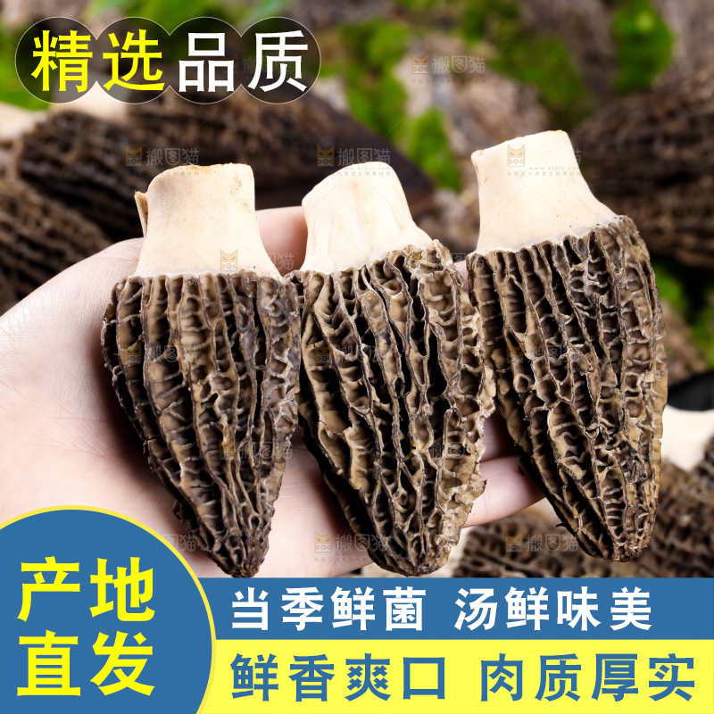 手里拿着羊肚菇