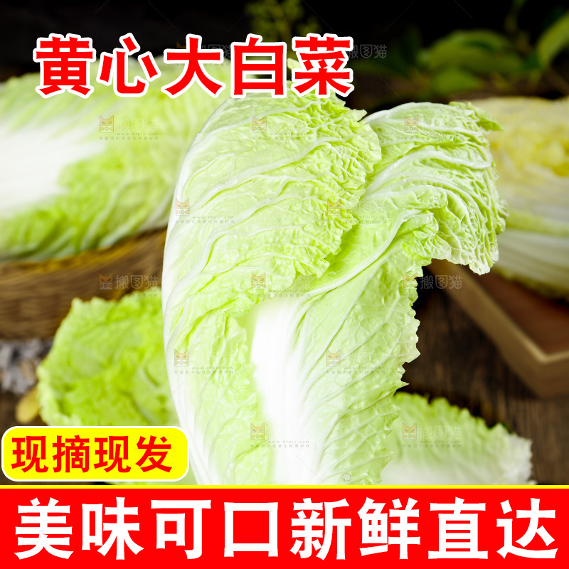 手拿大白菜叶