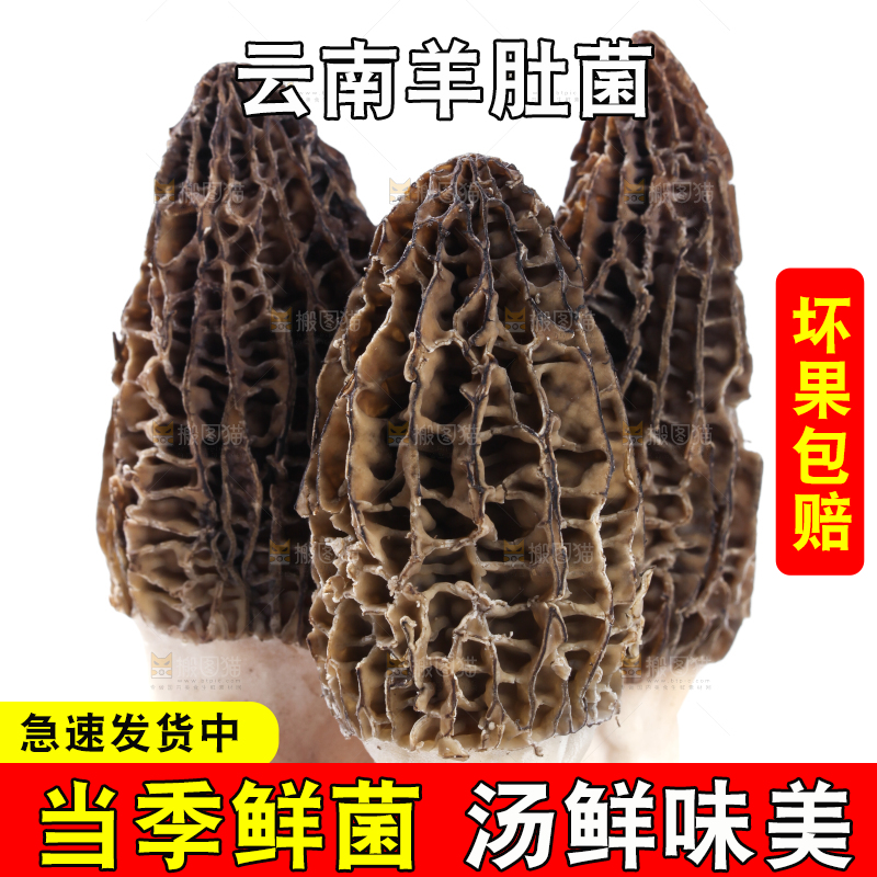 白底上摆放着羊肚菌