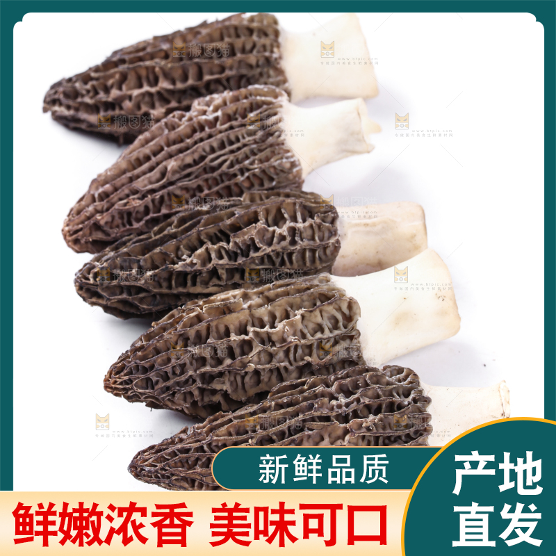 白底上摆放着羊肚菌