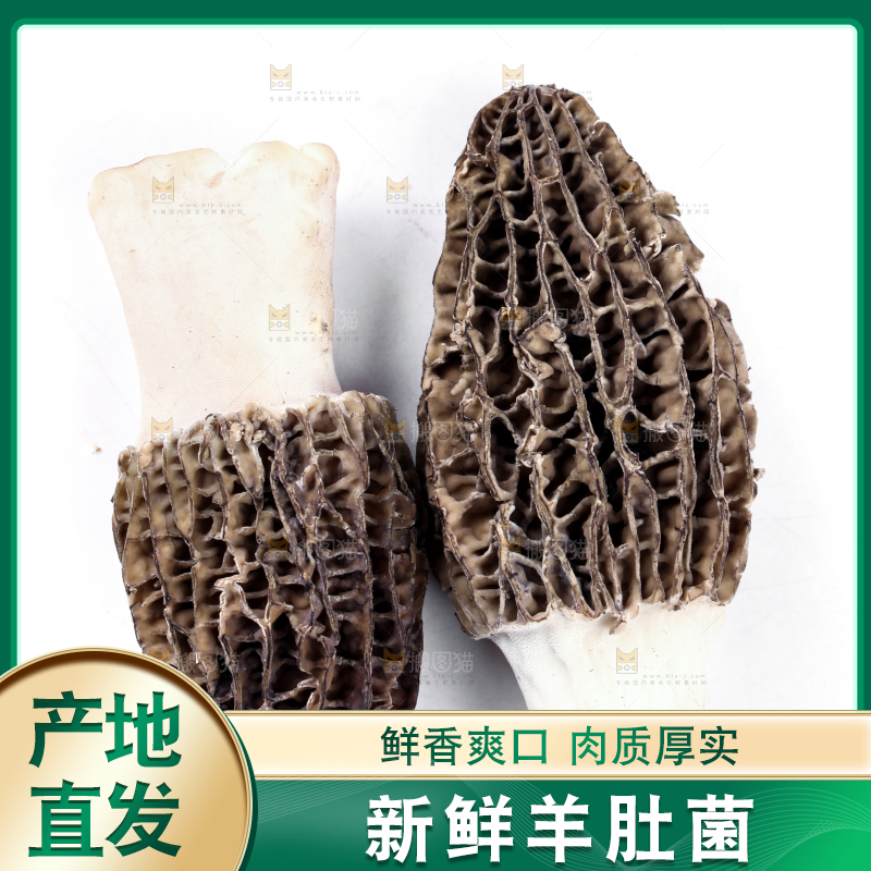 白底上摆放着羊肚菌
