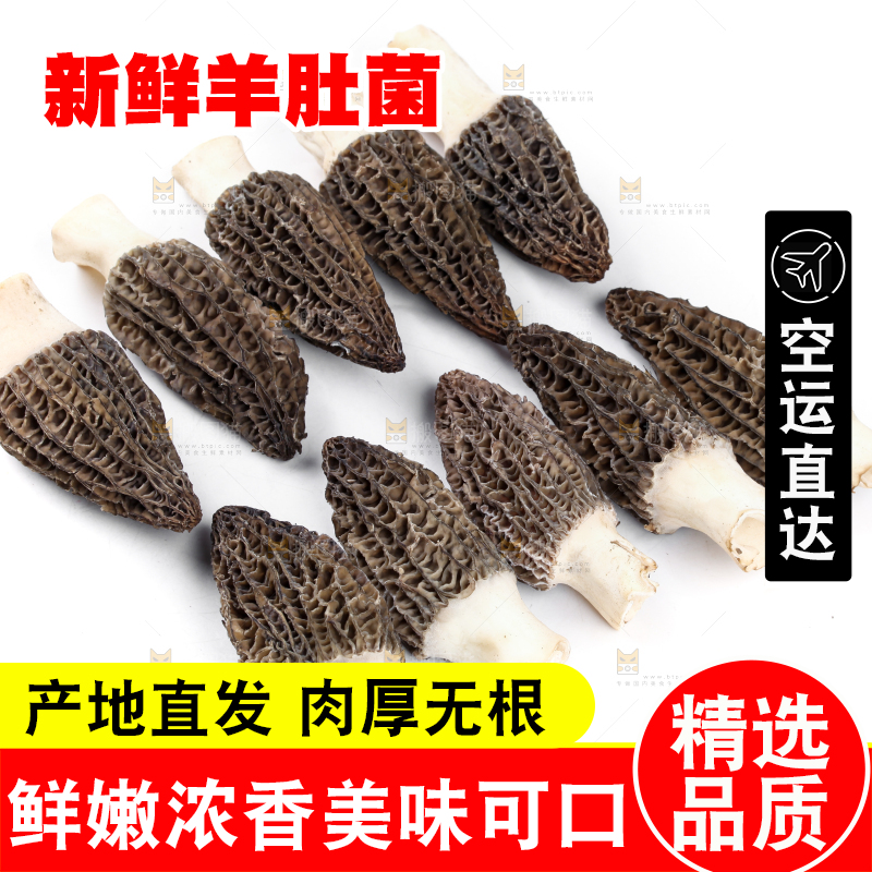 白底上摆放着羊肚菌