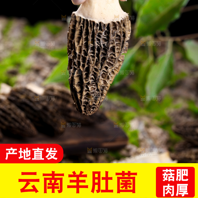 手里拿着羊肚菇