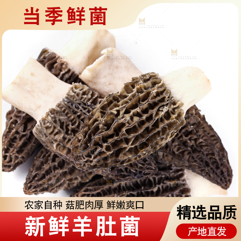 白底上摆放着羊肚菌