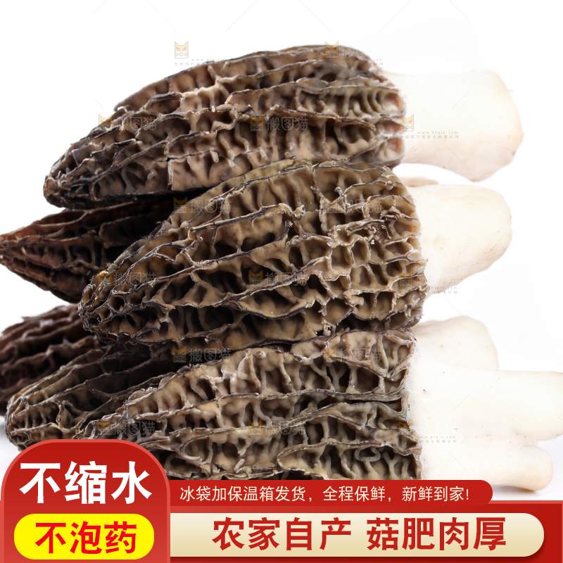 白底上摆放着羊肚菌