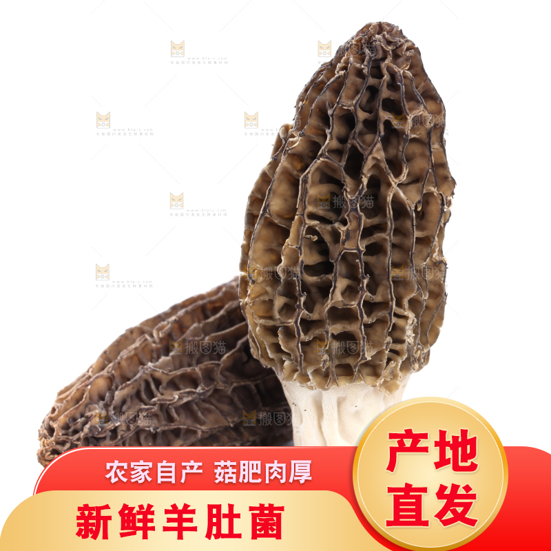白底上摆放着羊肚菌