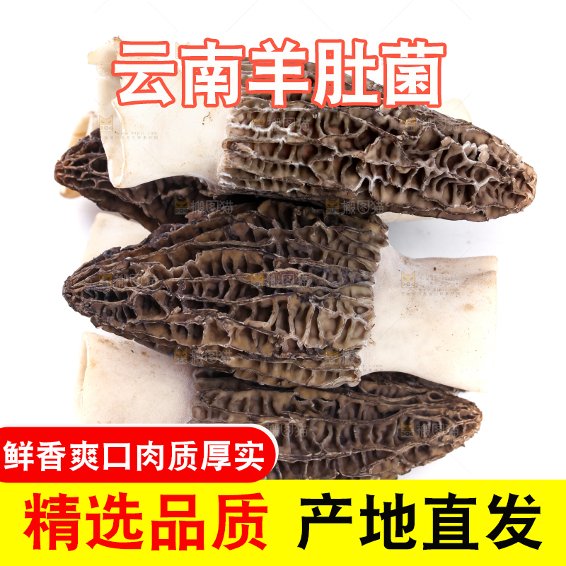 白底上摆放着羊肚菌