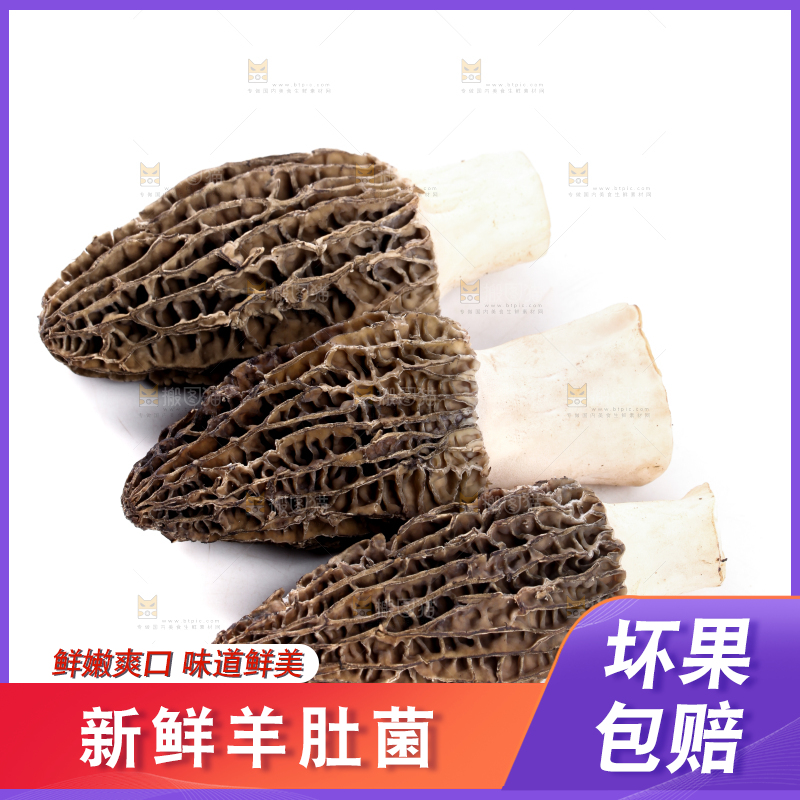 白底上摆放着羊肚菌