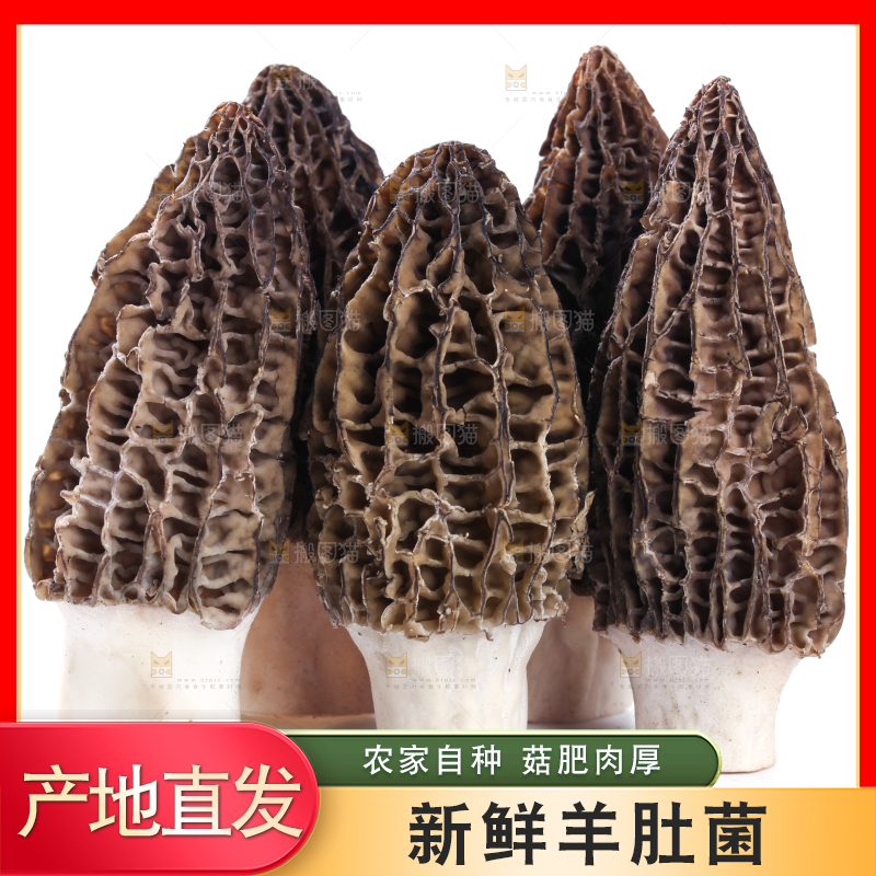 白底上摆放着羊肚菌