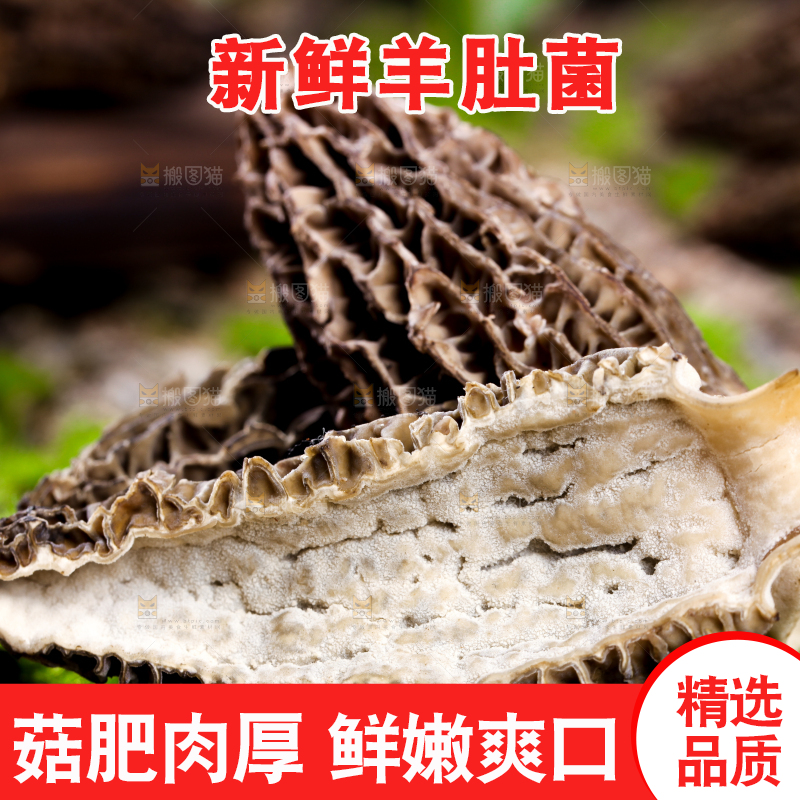 草地上放着羊肚菌