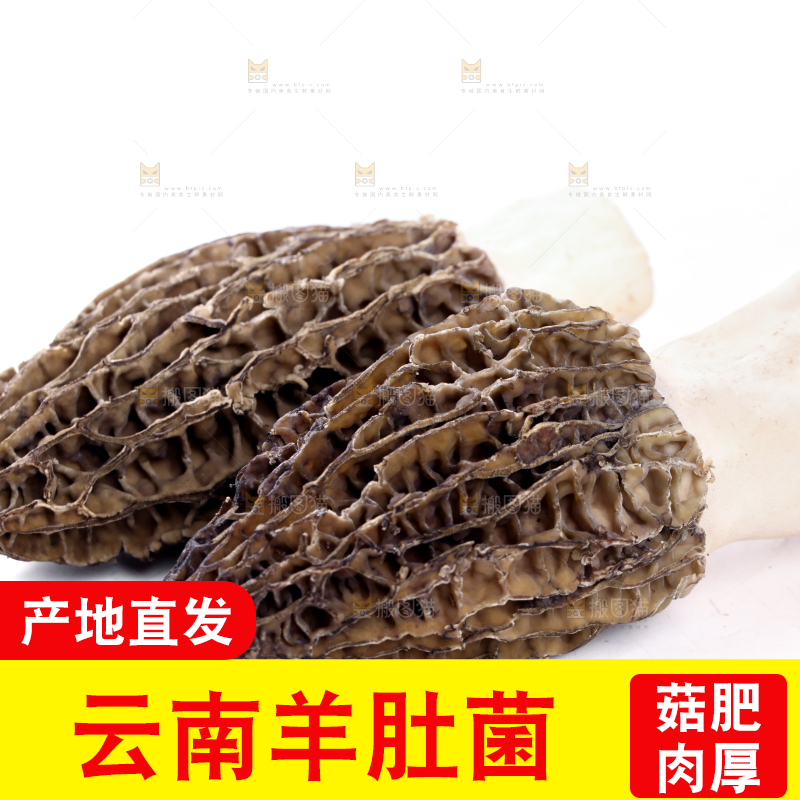 白底上摆放着羊肚菌