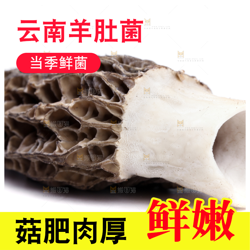 白底上摆放着羊肚菌