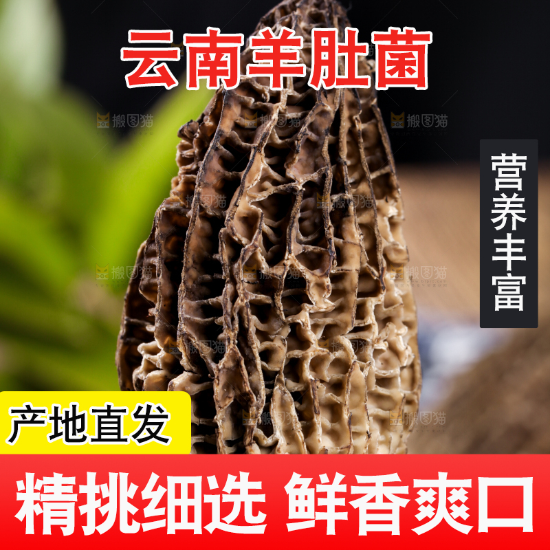 手里拿着羊肚菇