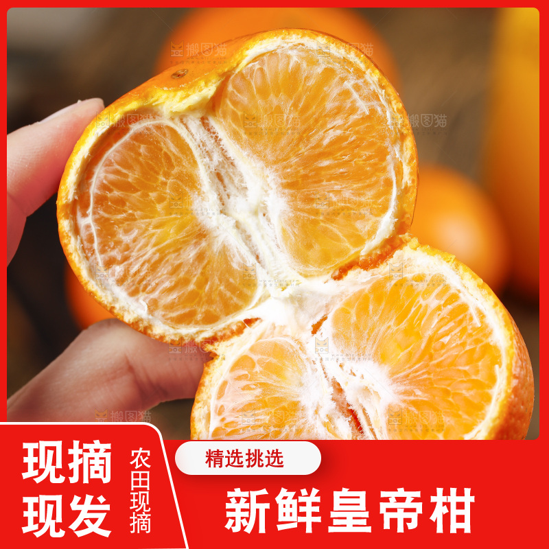 手拿掰开的广西皇帝柑