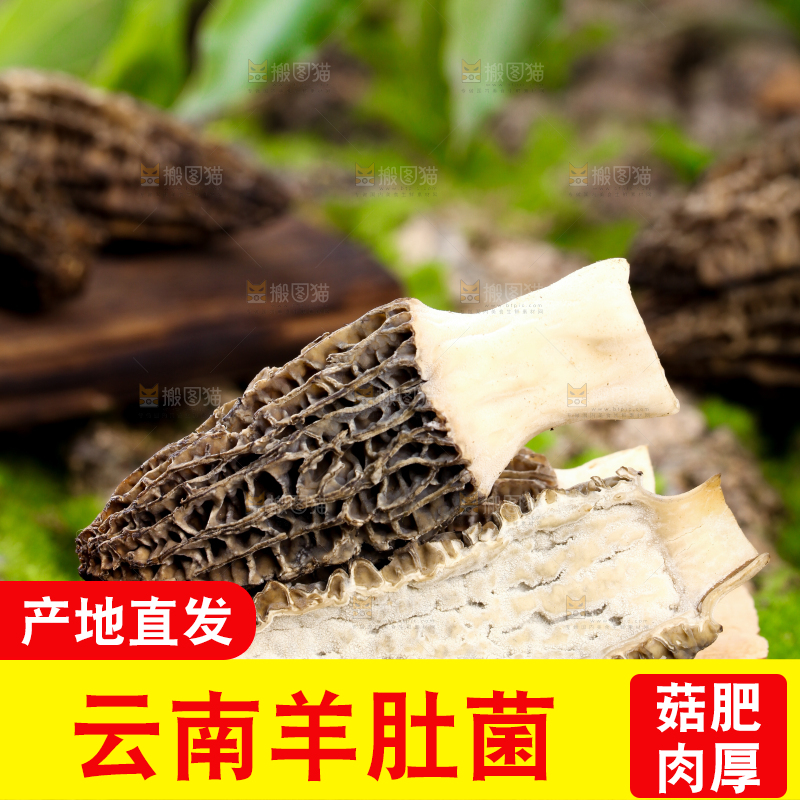 木板上放着羊肚菌