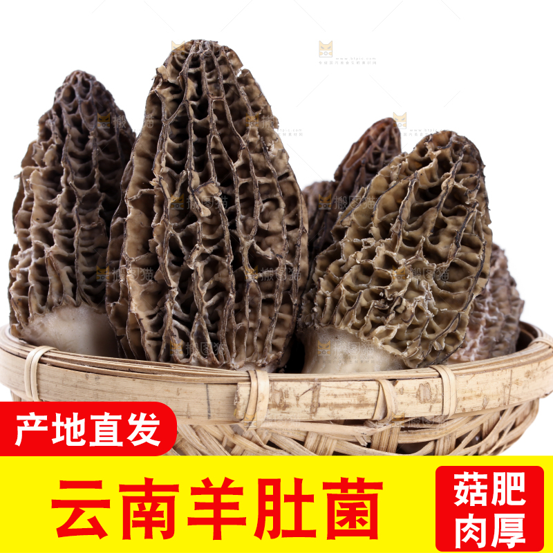 篮子里放着羊肚菇