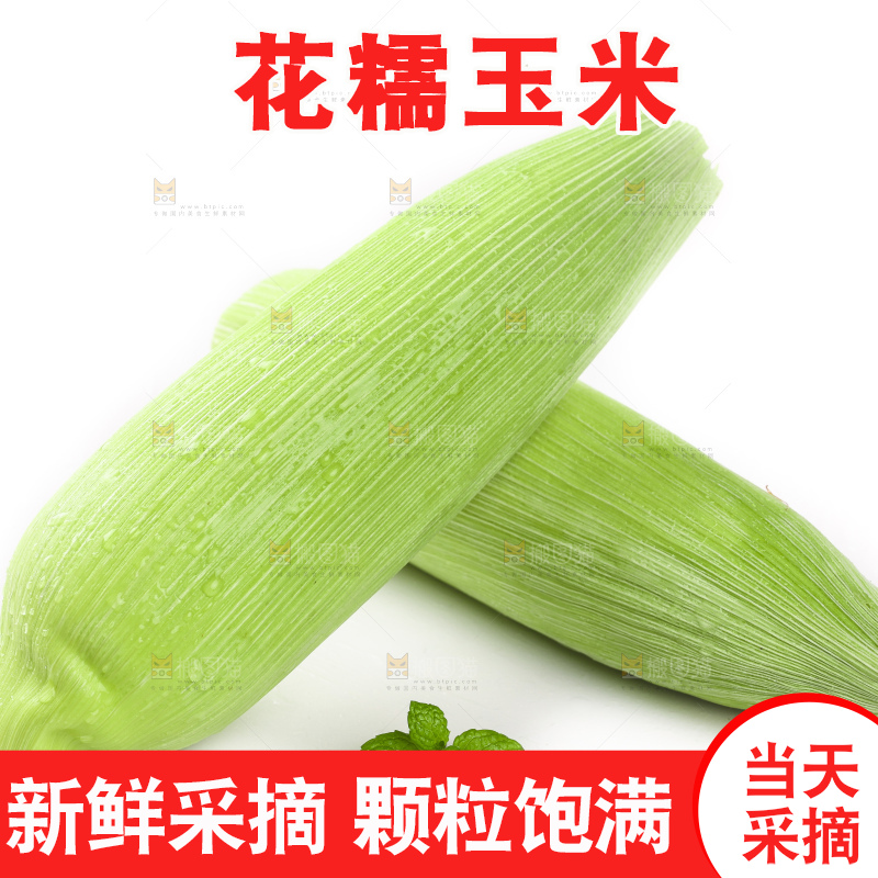 白底上的玉米