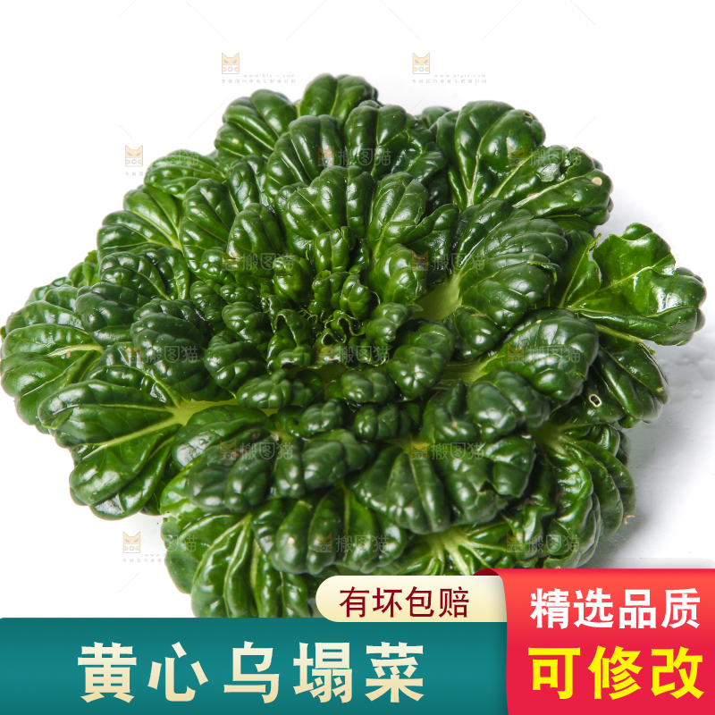 白底上的菊花菜