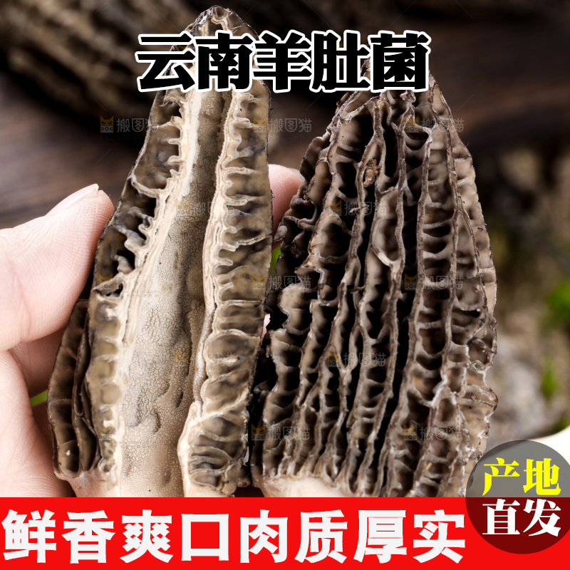 手里拿着羊肚菇