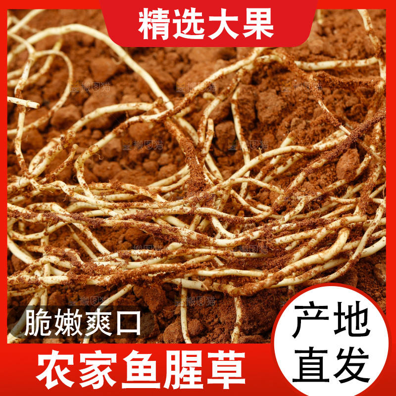 土里的鱼腥草