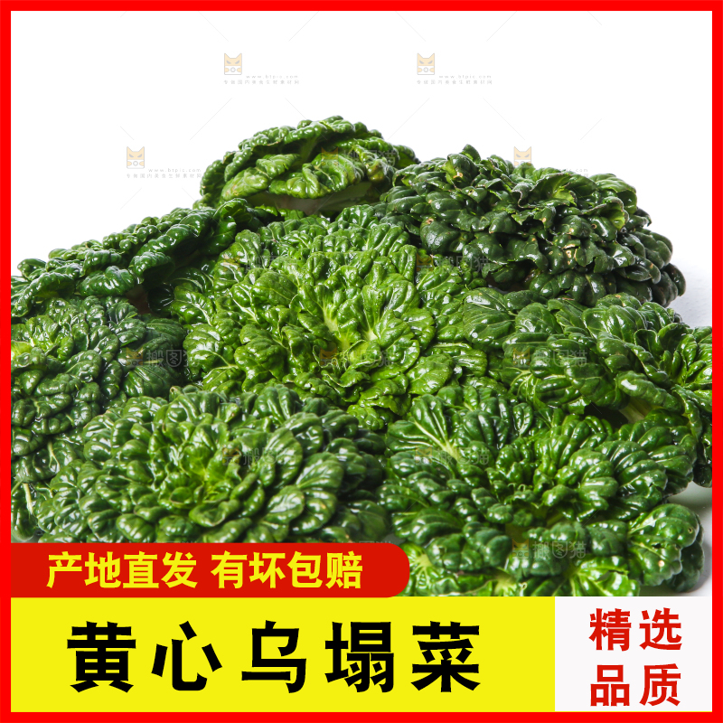 白底上的菊花菜