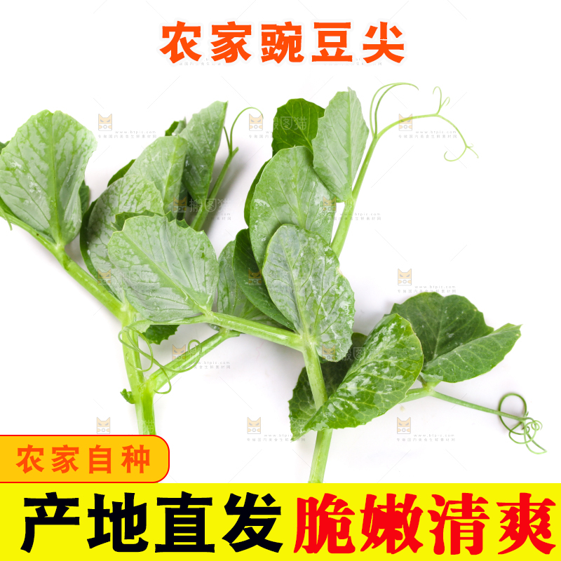 白底上摆放着新鲜豌豆苗