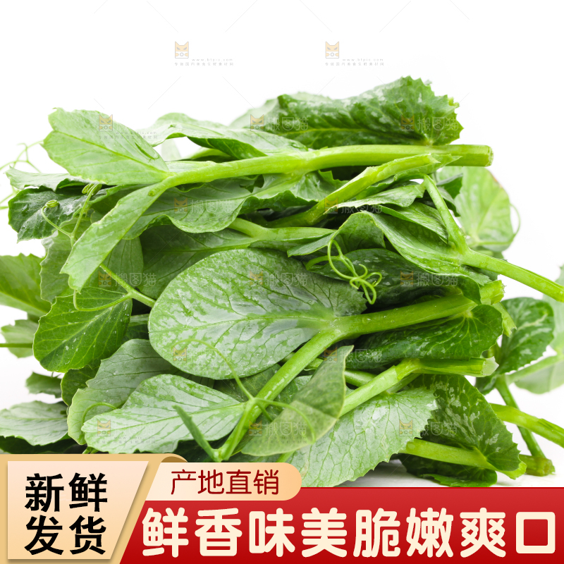 白底上摆放着新鲜豌豆苗