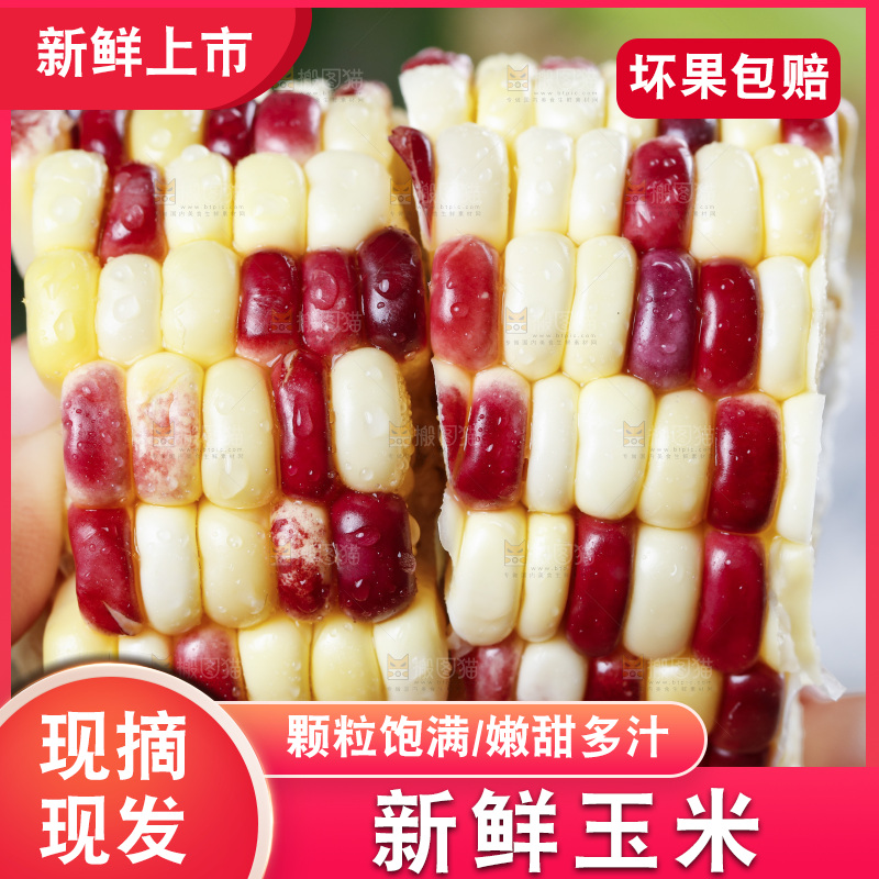 手拿切开的花糯玉米
