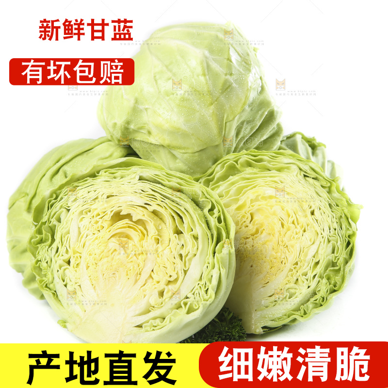 白底上的甘蓝包菜