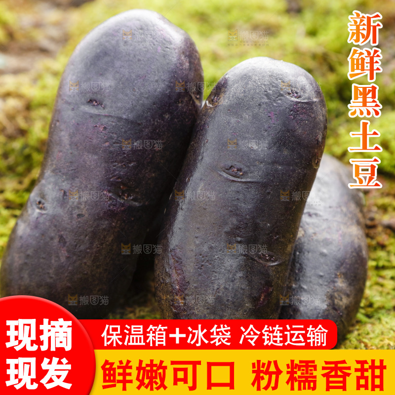 土地上的黑皮紫心土豆