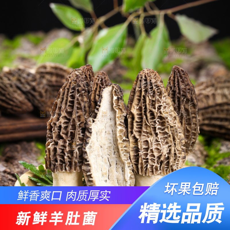 盘子里装着羊肚菌