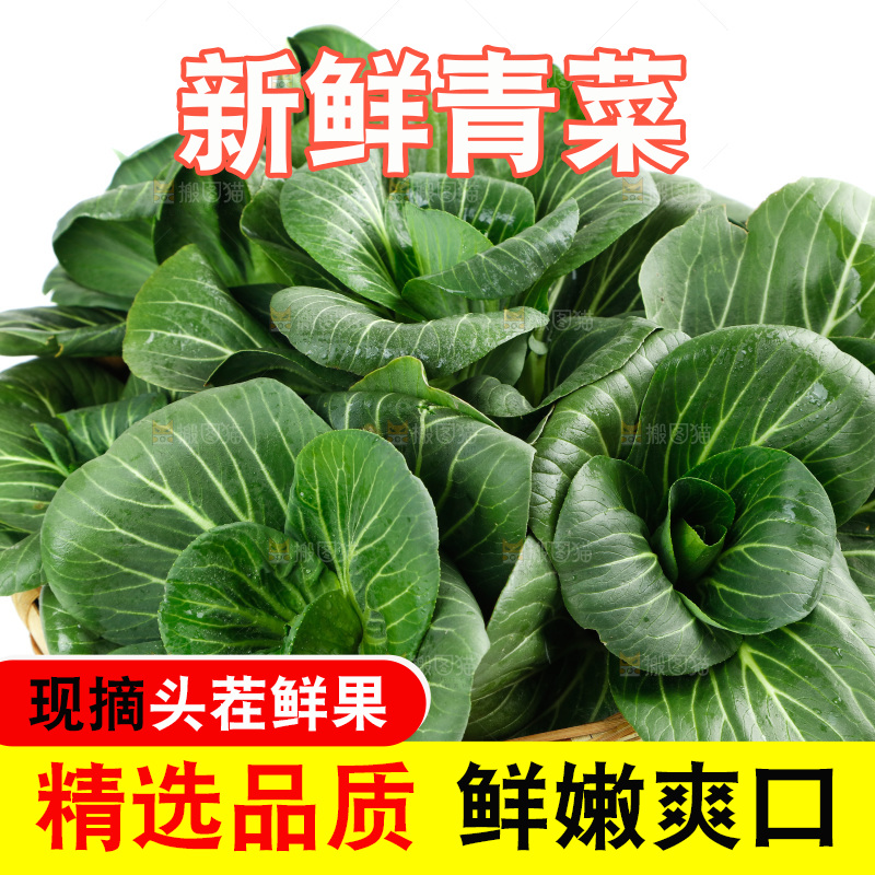 白底上的绿叶菜