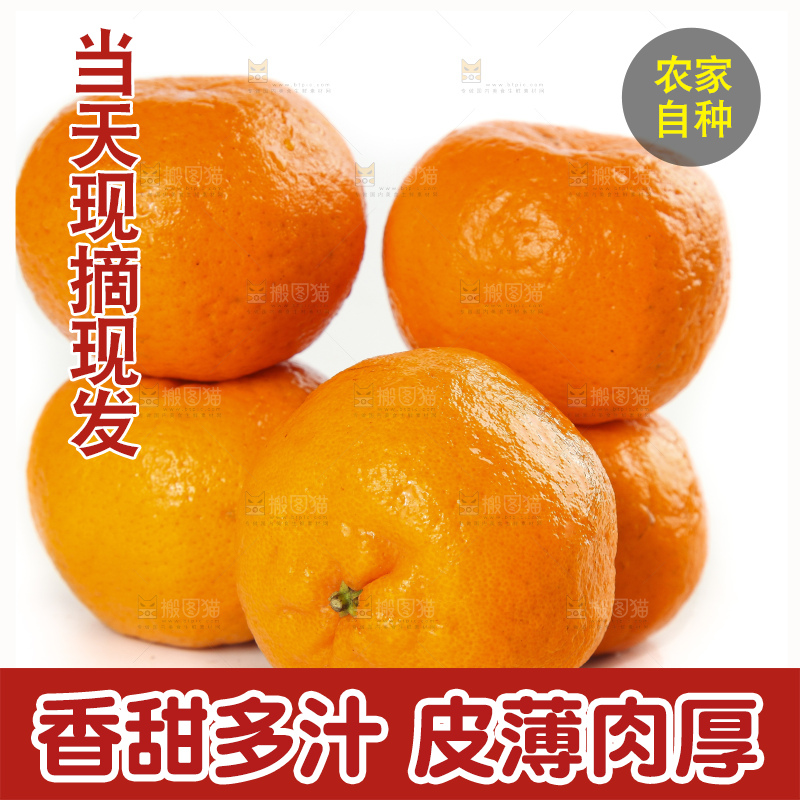 白底上摆放着福建永春芦柑