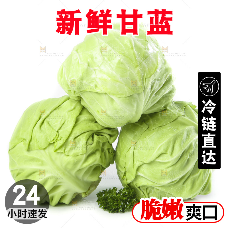 白底上的甘蓝包菜