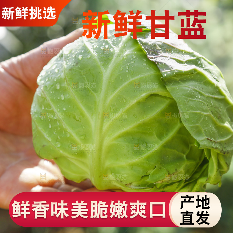 草地上放着绿甘蓝