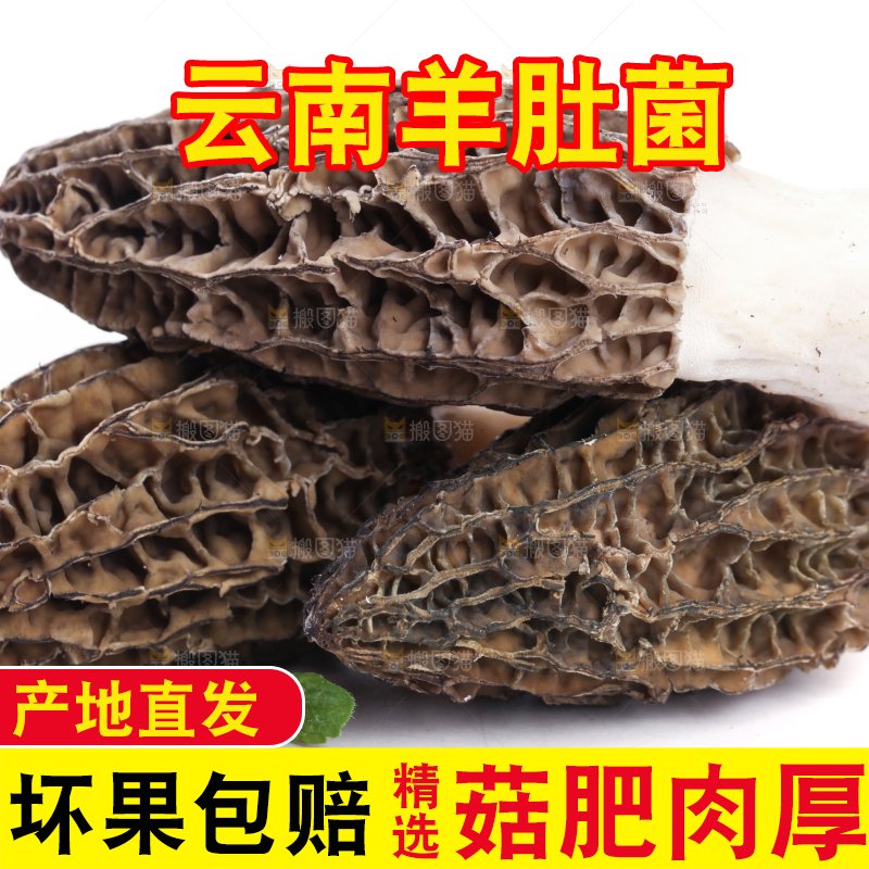 白底上摆放着羊肚菌