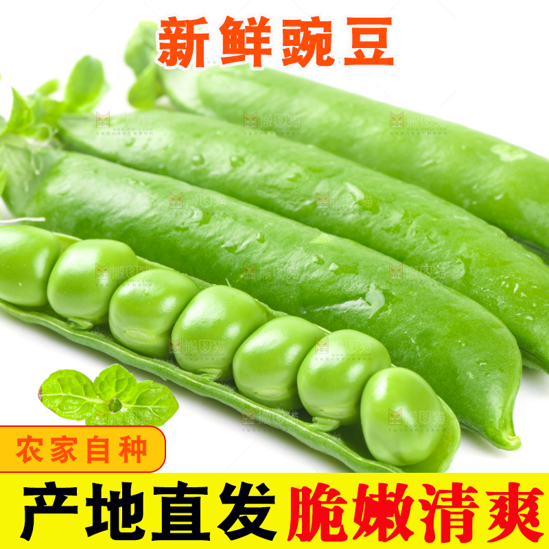 剥开的新鲜豌豆放在白底上