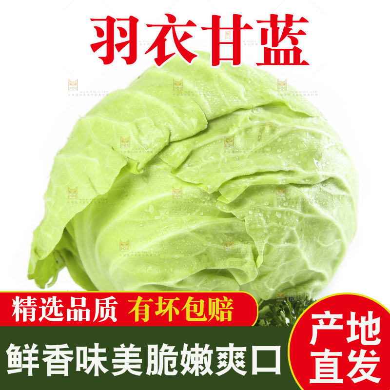 白底上的甘蓝包菜