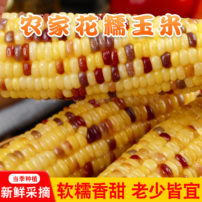 手拿熟糯玉米