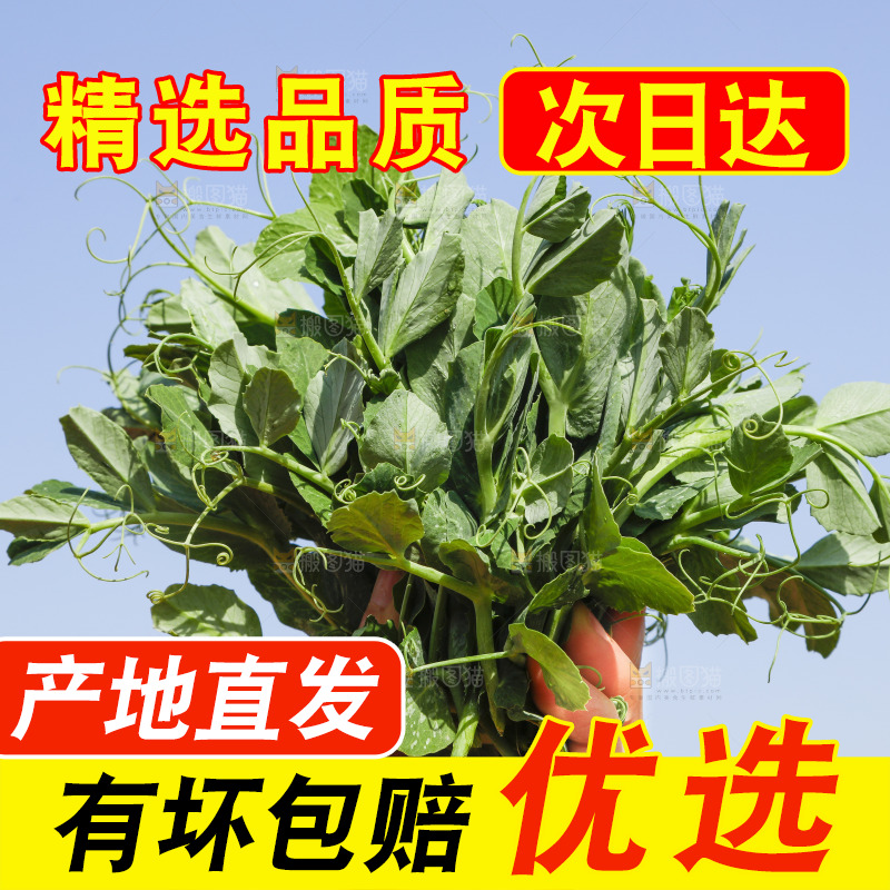 手里拿着豌豆苗
