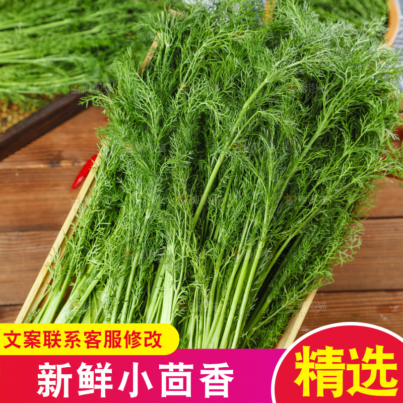 手里拿着小茴香