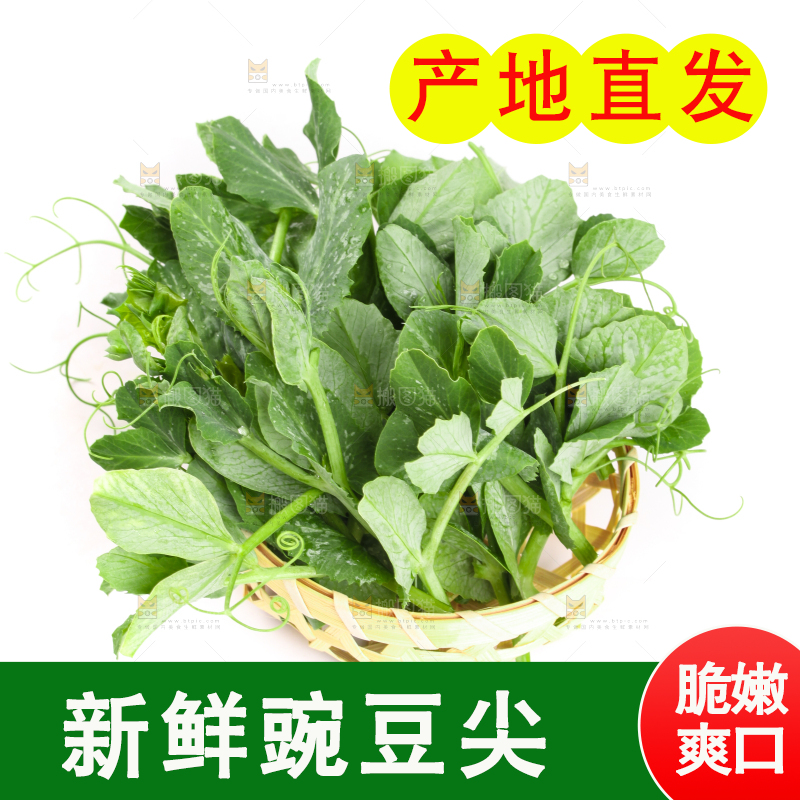 白底上摆放着新鲜豌豆苗