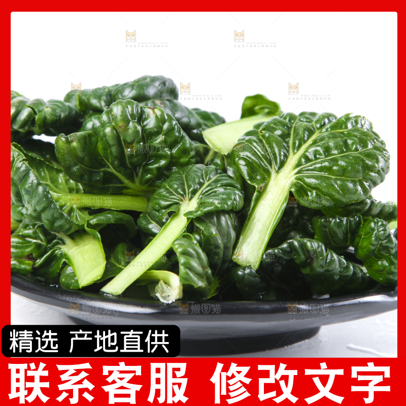 白底上的菊花菜