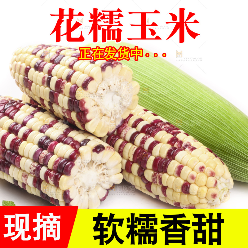 剥皮的花糯玉米放在白底上