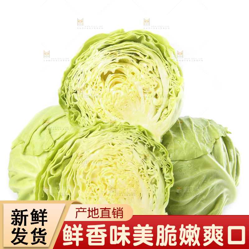 白底上的甘蓝包菜