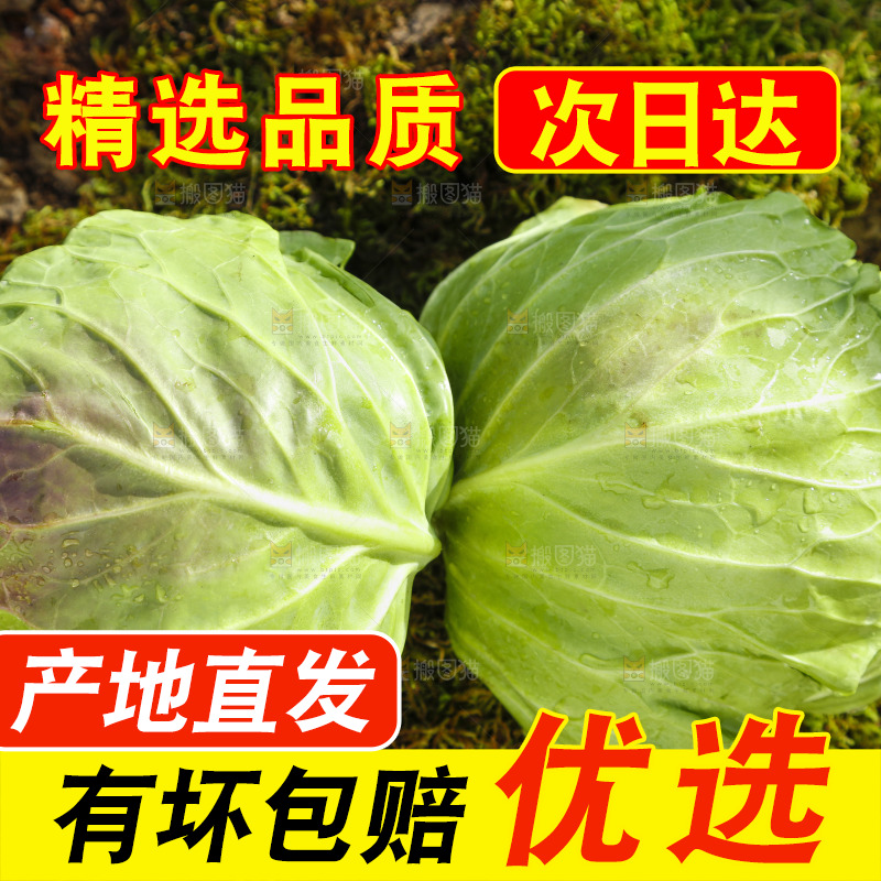 草地上放着绿甘蓝