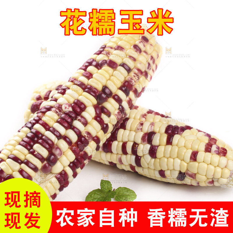 剥皮的花糯玉米放在白底上