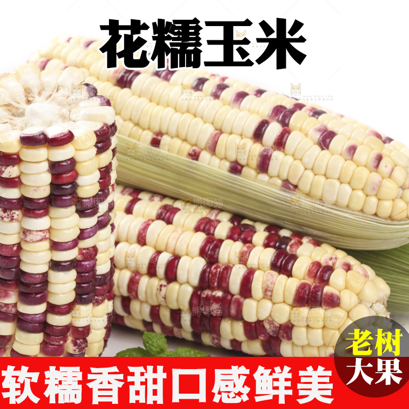 剥皮的花糯玉米放在白底上