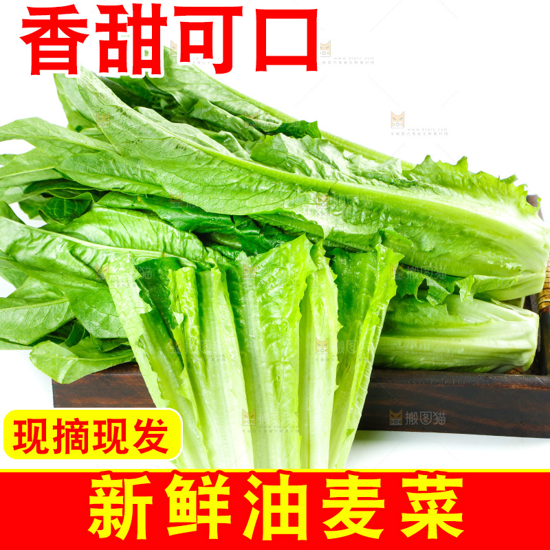 白底上放着油麦菜